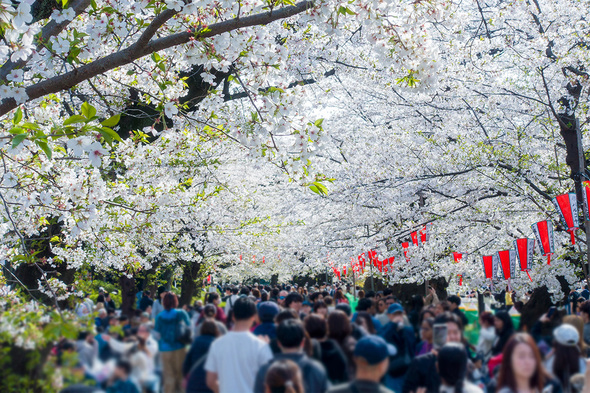 2025年4月5日 上野公園のお花見は過去最高人出!!