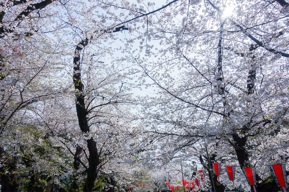 2025年4月5日 上野公園の満開を迎えた桜