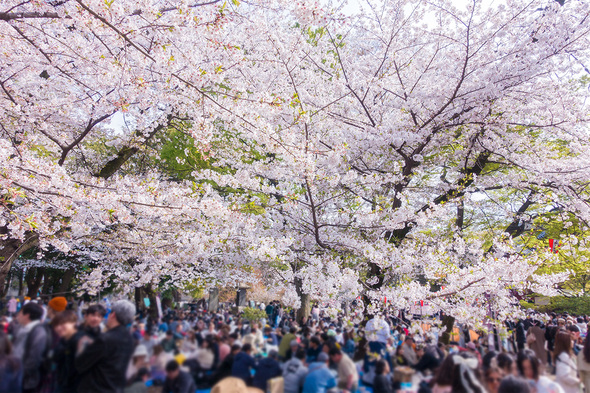 2025年4月5日 上野公園の満開を迎えた桜