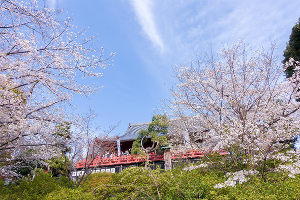2025年4月5日 上野公園の満開を迎えた桜