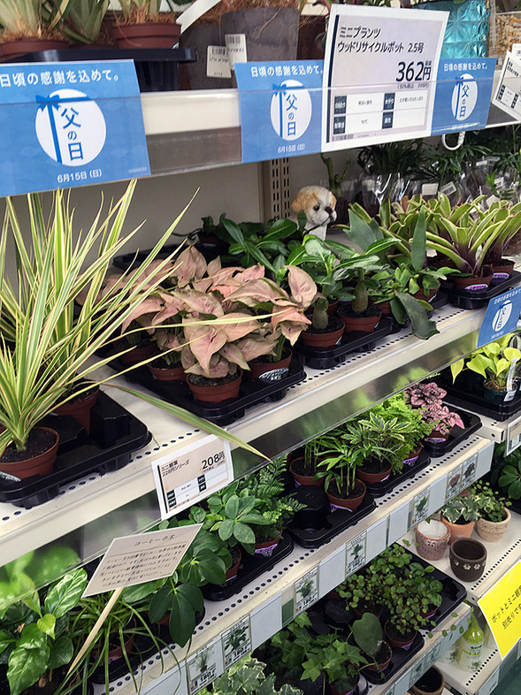 島忠ホームズのミニ観葉植物売り場