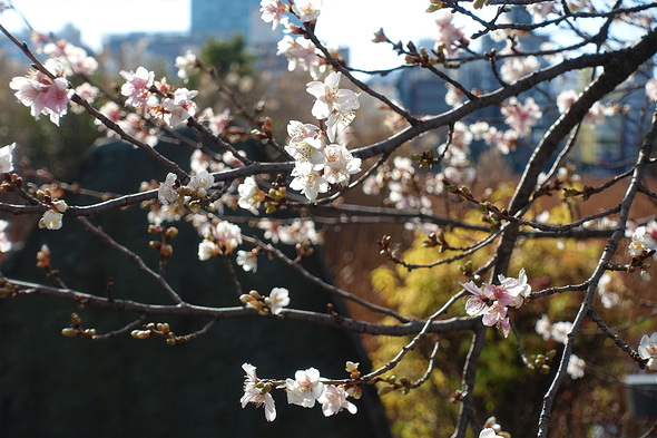 2025年12月 カンザクラ