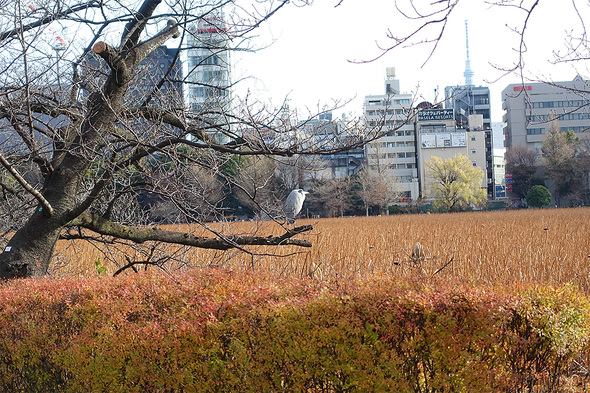 2025年12月 不忍池