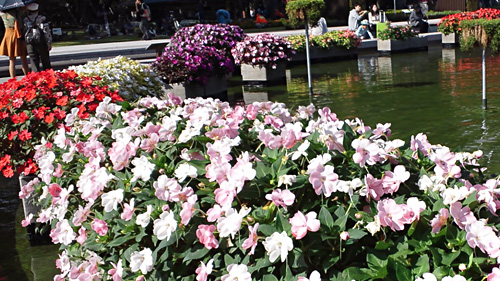 噴水の花