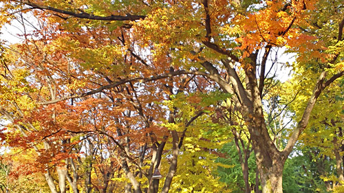 上野公園の紅葉