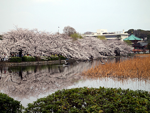 上野公園不忍池の桜