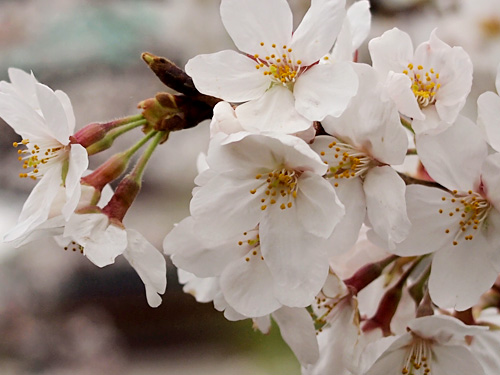 上野公園　満開の桜