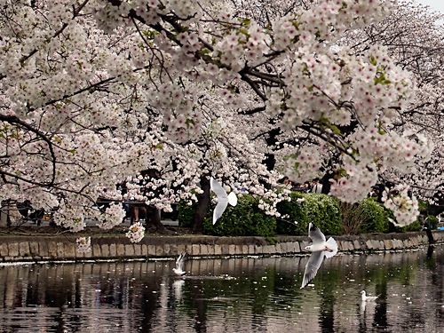 桜とゆりかもめ