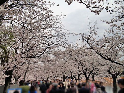 不忍池　桜のトンネル