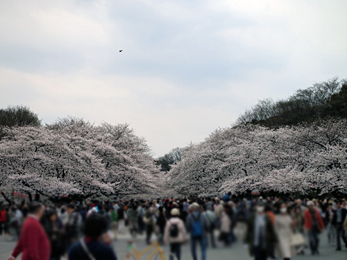 上野公園満開の桜