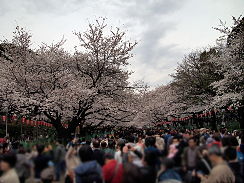 上野公園　満開の桜トンネル