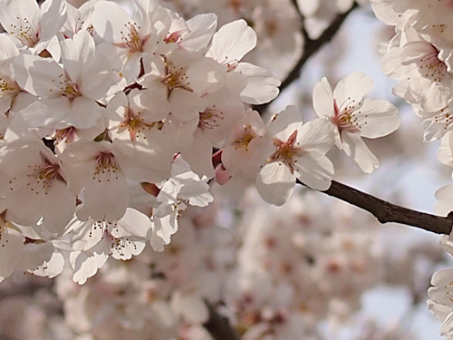 陽射しを浴びる桜の花びら