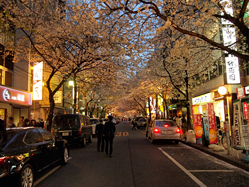 夜の日本橋さくら通り