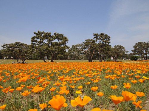 カリフォルニアポピー