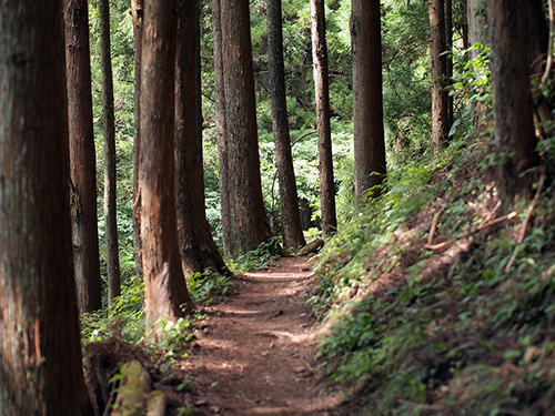 行程の多くの時間を占める一般的な登山道例