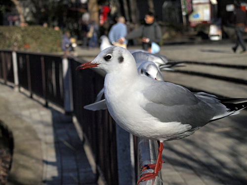 不忍池の鳥1