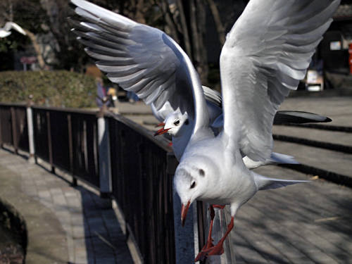 不忍池の鳥2