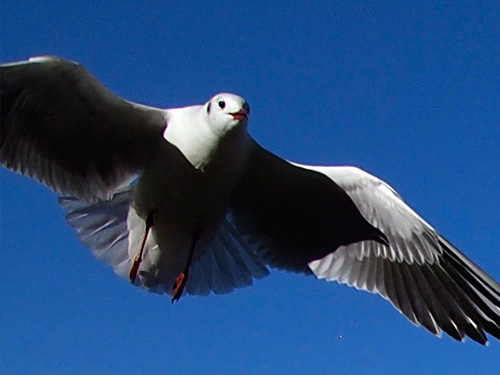 不忍池に舞う鳥のアップ