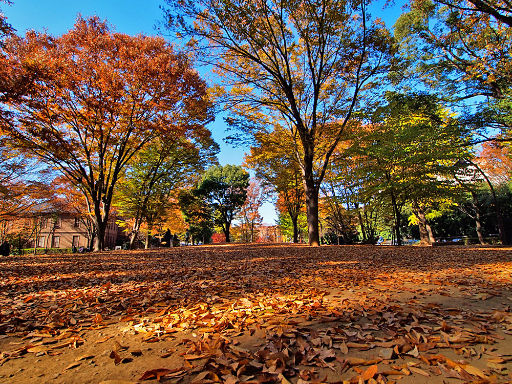 秋の上野公園 アットロードサイド